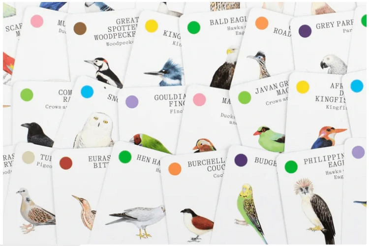 Kvarteto Ptačí rodinky (Bird Families)