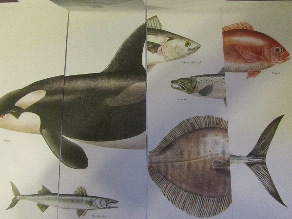 Nacéo - kniha s odklápěcími chlopněmi Pittau - Gervais